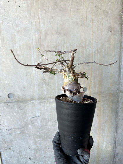 【現品限り】コミフォラ・カタフ ターカネンシス 発根済み 約2年管理【F85】 Commiphora kataf turkanensis