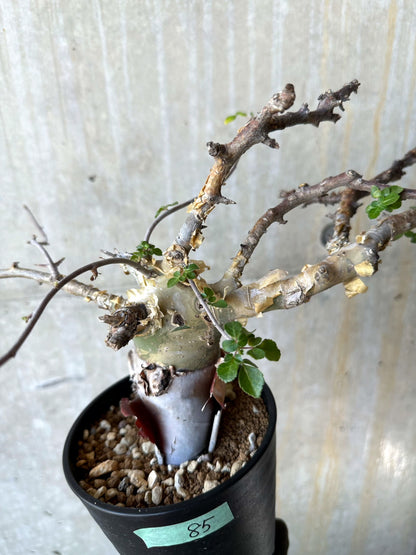 【現品限り】コミフォラ・カタフ ターカネンシス 発根済み 約2年管理【F85】 Commiphora kataf turkanensis