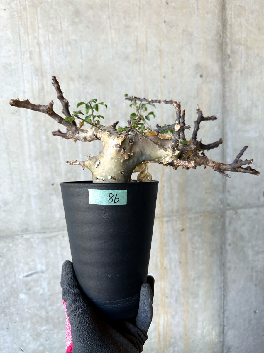 【現品限り】コミフォラ・カタフ ターカネンシス 発根済み 約2年管理【F86】 Commiphora kataf turkanensis