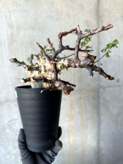 【現品限り】コミフォラ・カタフ ターカネンシス 発根済み 約2年管理【F86】 Commiphora kataf turkanensis
