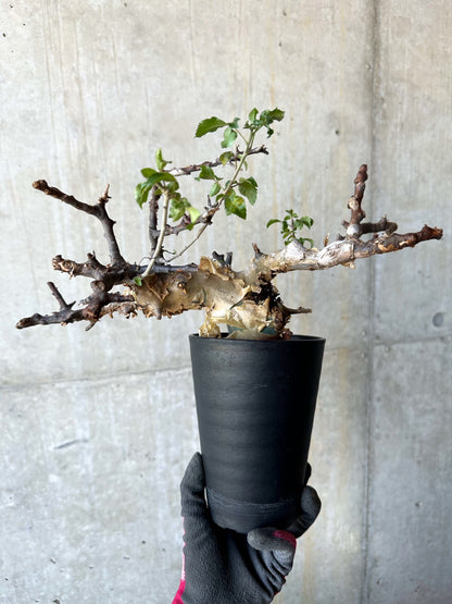 【現品限り】コミフォラ・カタフ ターカネンシス 発根済み 約2年管理【F86】 Commiphora kataf turkanensis