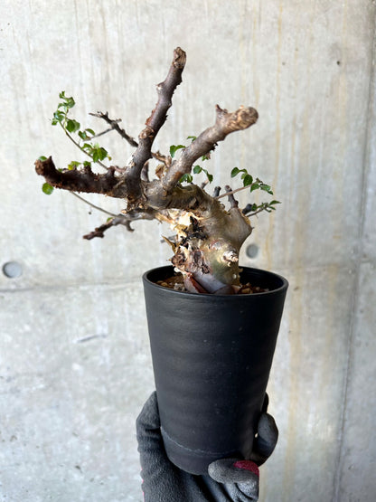 【現品限り】コミフォラ・カタフ ターカネンシス 発根済み 約2年管理【F86】 Commiphora kataf turkanensis