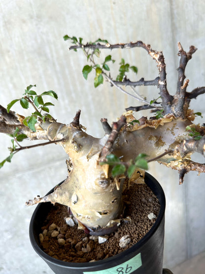 【現品限り】コミフォラ・カタフ ターカネンシス 発根済み 約2年管理【F86】 Commiphora kataf turkanensis
