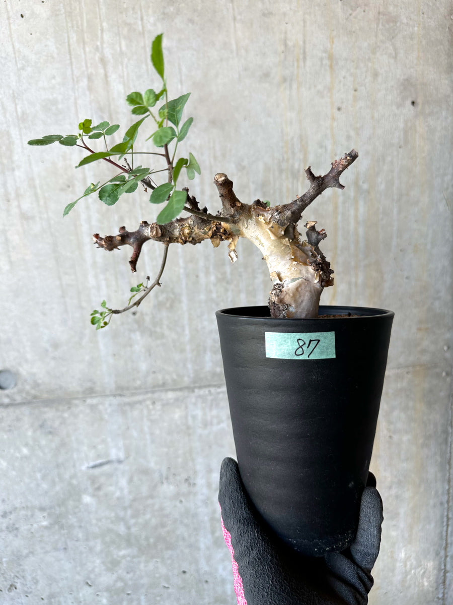 【現品限り】コミフォラ・カタフ ターカネンシス 発根済み 約2年管理【F87】 Commiphora kataf turkanensis