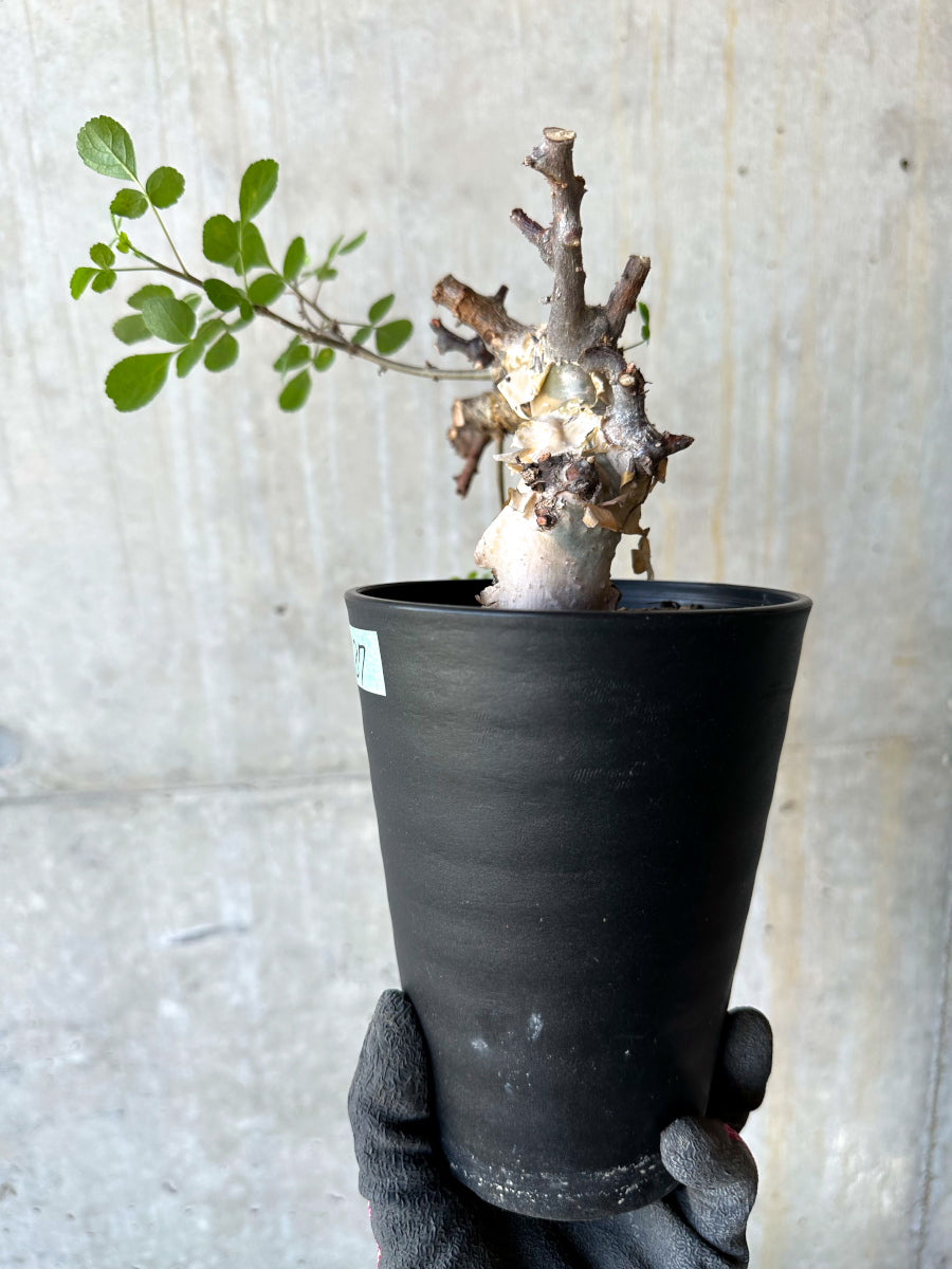 【現品限り】コミフォラ・カタフ ターカネンシス 発根済み 約2年管理【F87】 Commiphora kataf turkanensis