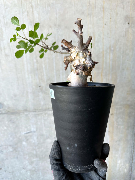 【現品限り】コミフォラ・カタフ ターカネンシス 発根済み 約2年管理【F87】 Commiphora kataf turkanensis