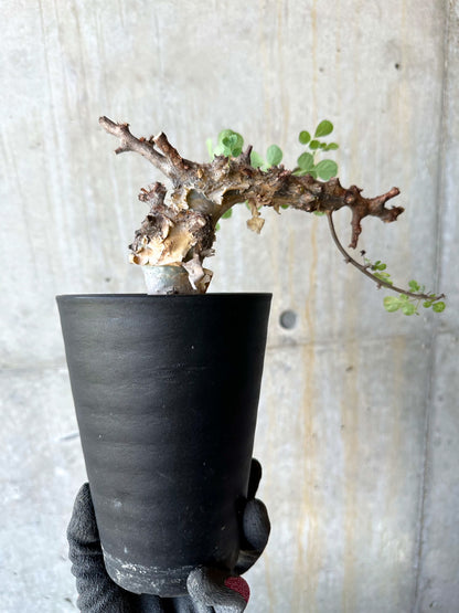 【現品限り】コミフォラ・カタフ ターカネンシス 発根済み 約2年管理【F87】 Commiphora kataf turkanensis