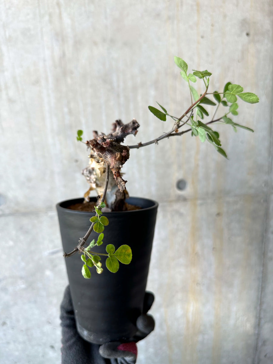 【現品限り】コミフォラ・カタフ ターカネンシス 発根済み 約2年管理【F87】 Commiphora kataf turkanensis