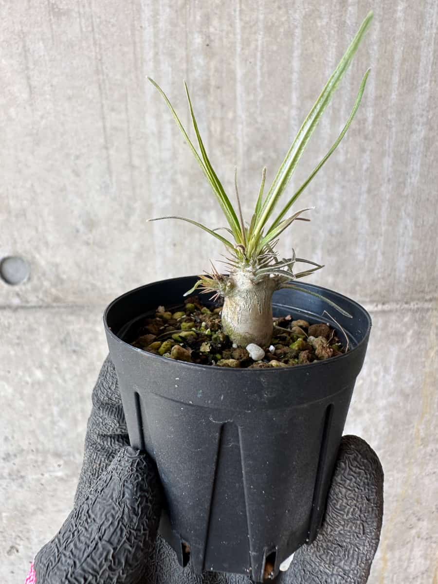 パキポディウム グラキリス 現品限り】パキポディウム・グラキリス【F8】 Pachypodium gracilius