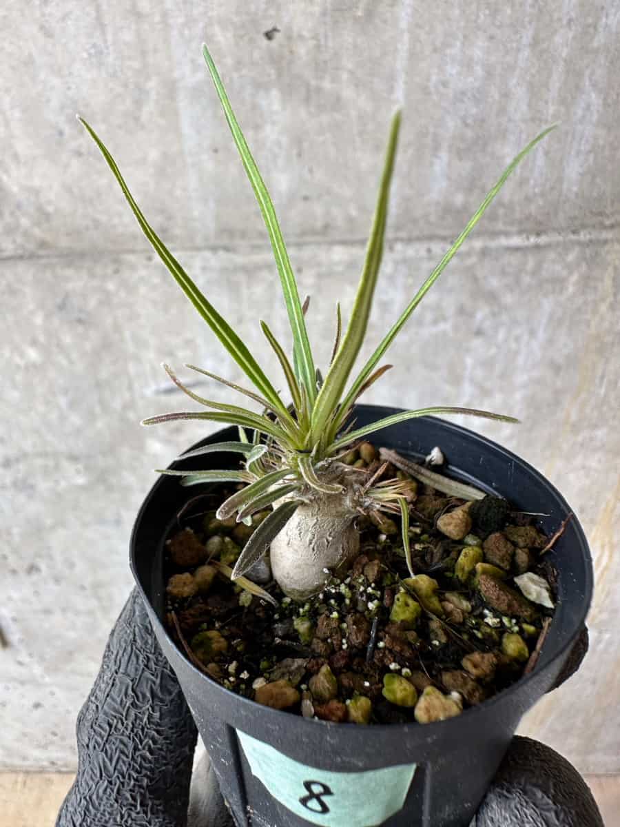パキポディウム グラキリス 現品限り】パキポディウム・グラキリス【F8】 Pachypodium gracilius