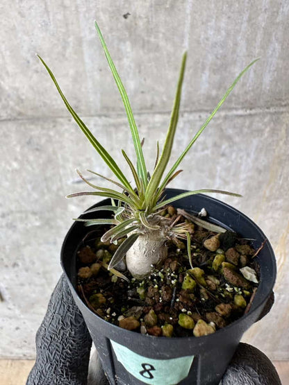 【現品限り】パキポディウム・グラキリス【F8】 Pachypodium gracilius