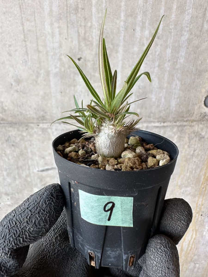 【現品限り】パキポディウム・グラキリス【F9】 Pachypodium gracilius