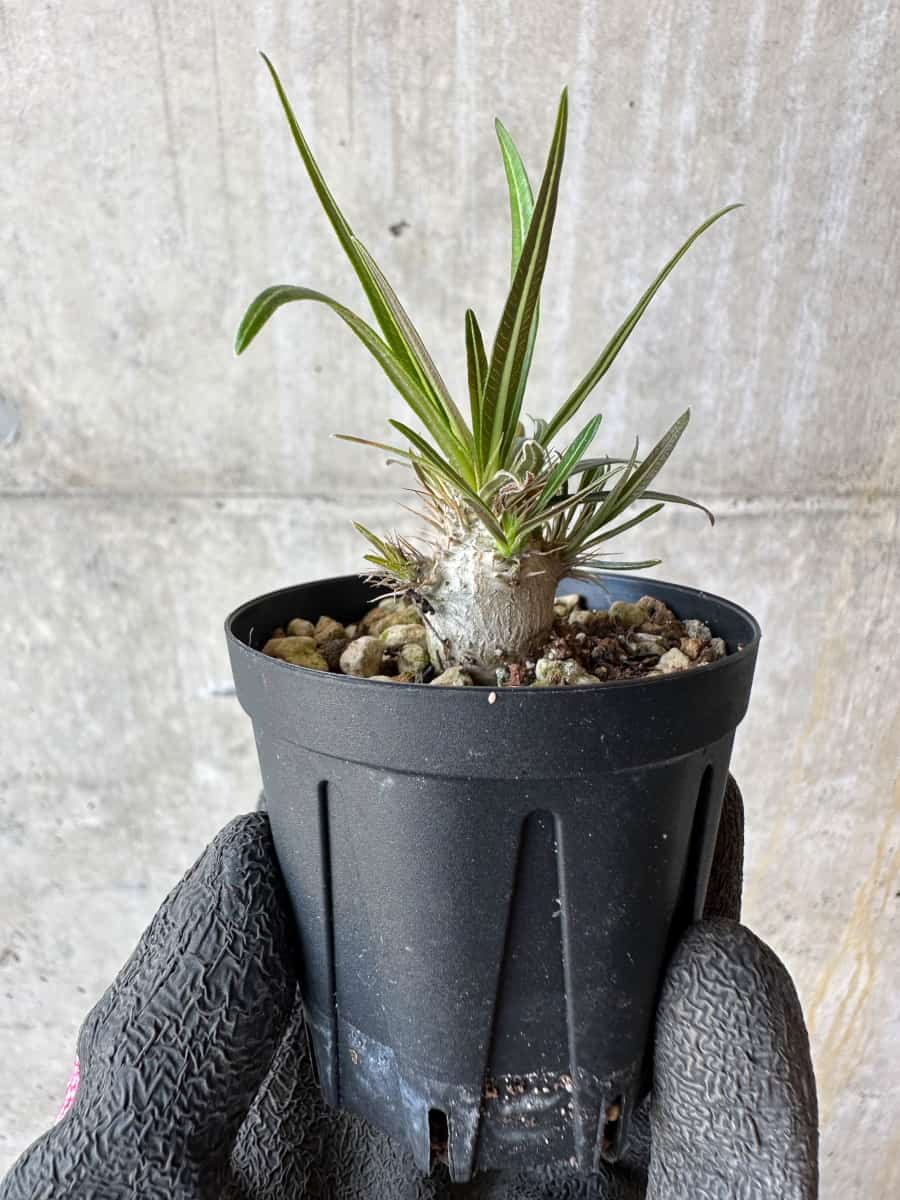【現品限り】パキポディウム・グラキリス【F9】 Pachypodium gracilius