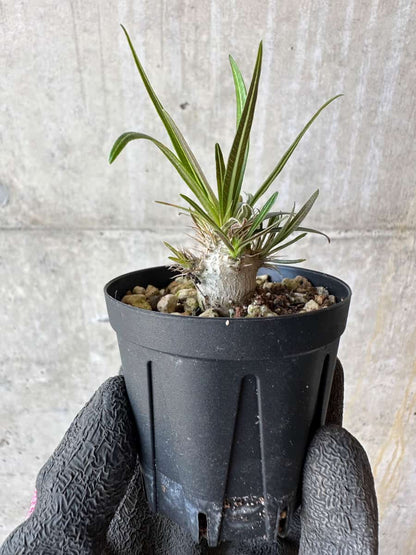 【現品限り】パキポディウム・グラキリス【F9】 Pachypodium gracilius
