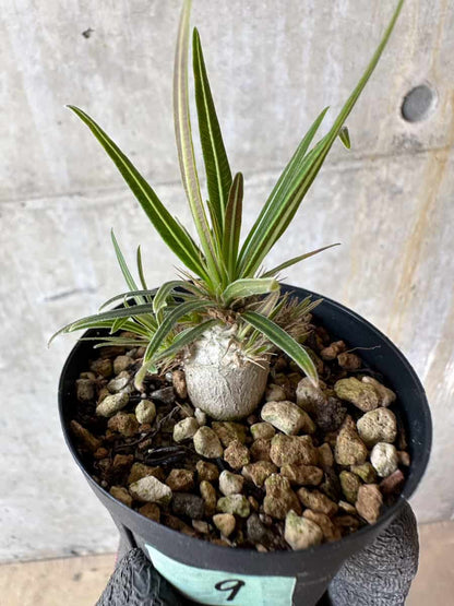 【現品限り】パキポディウム・グラキリス【F9】 Pachypodium gracilius