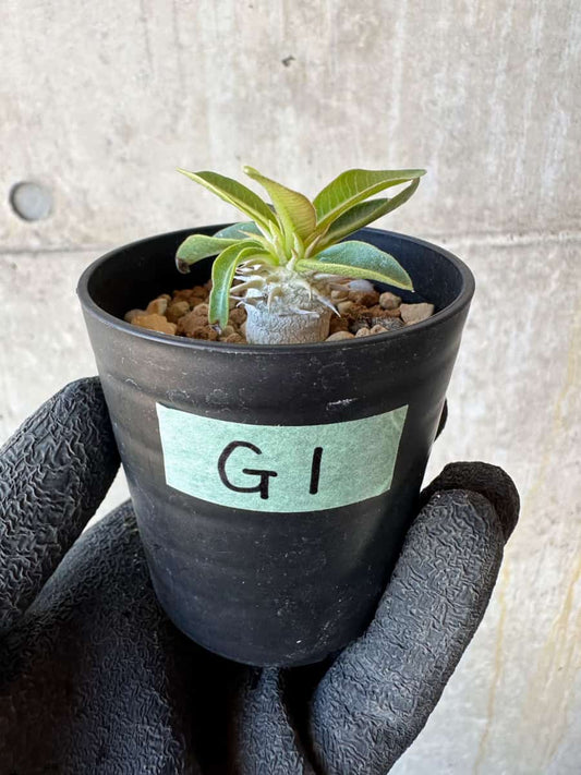 【現品限り】パキポディウム・恵比寿笑い 白花【G1】 Pachypodium brevicaule leucoxanthum