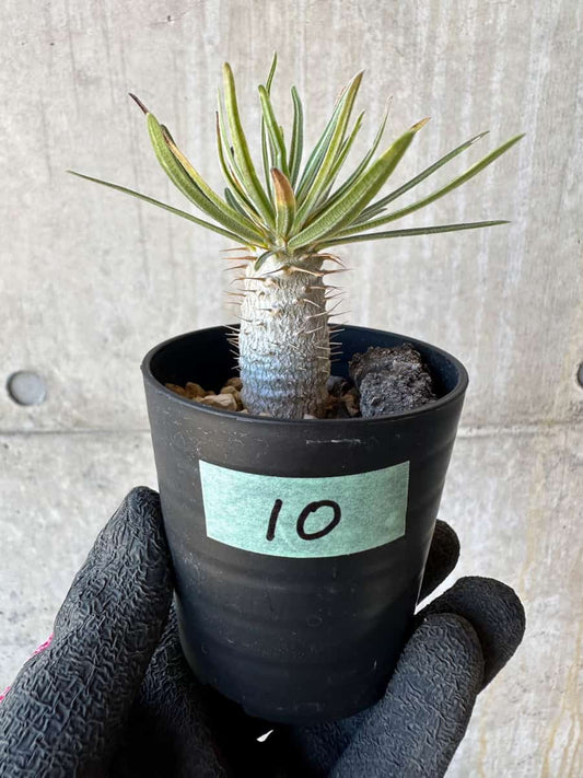 【現品限り】パキポディウム・グラキリス【G10】 Pachypodium gracilius