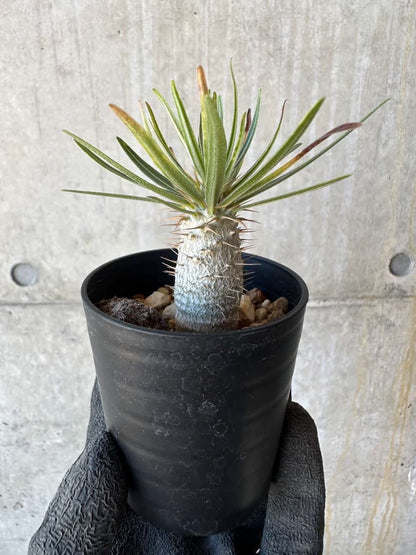 【現品限り】パキポディウム・グラキリス【G10】 Pachypodium gracilius