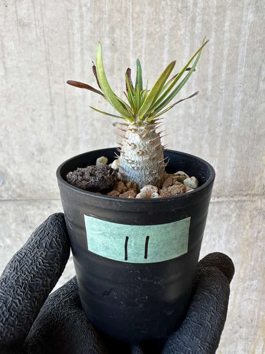 【現品限り】パキポディウム・グラキリス【G11】 Pachypodium gracilius