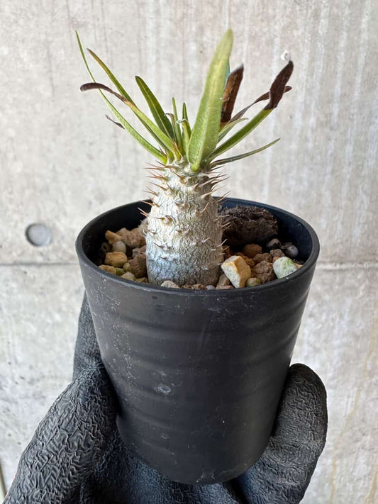 【現品限り】パキポディウム・グラキリス【G11】 Pachypodium gracilius