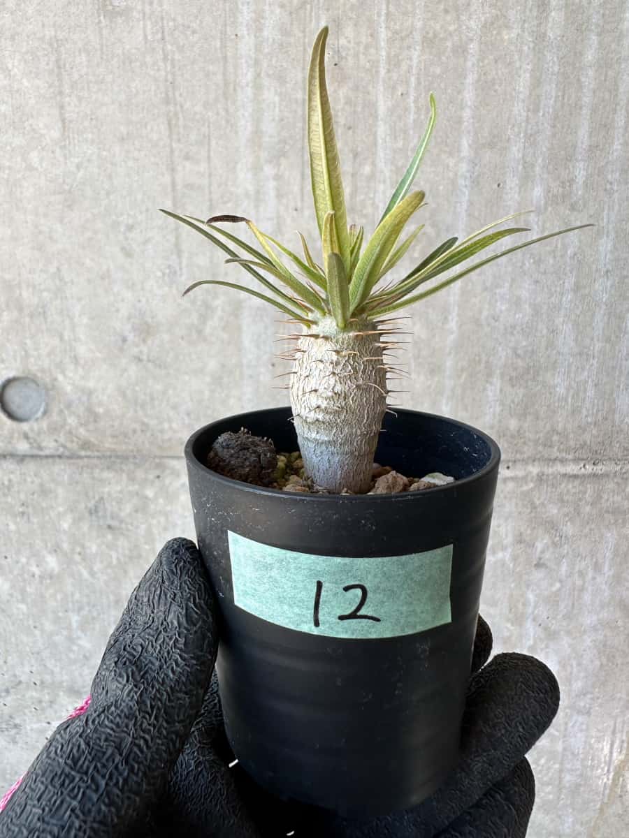 【現品限り】パキポディウム・グラキリス【G12】 Pachypodium gracilius
