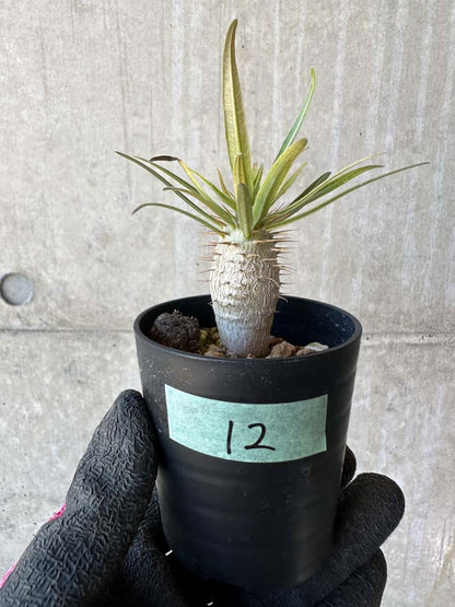 【現品限り】パキポディウム・グラキリス【G12】 Pachypodium gracilius