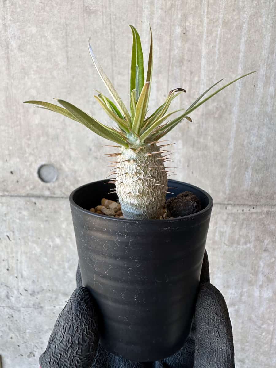 【現品限り】パキポディウム・グラキリス【G12】 Pachypodium gracilius