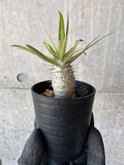 【現品限り】パキポディウム・グラキリス【G12】 Pachypodium gracilius
