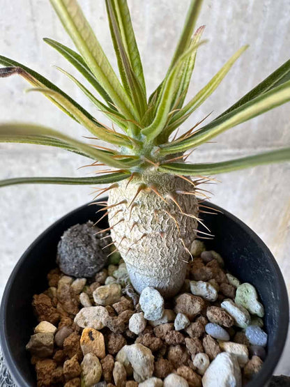 【現品限り】パキポディウム・グラキリス【G12】 Pachypodium gracilius