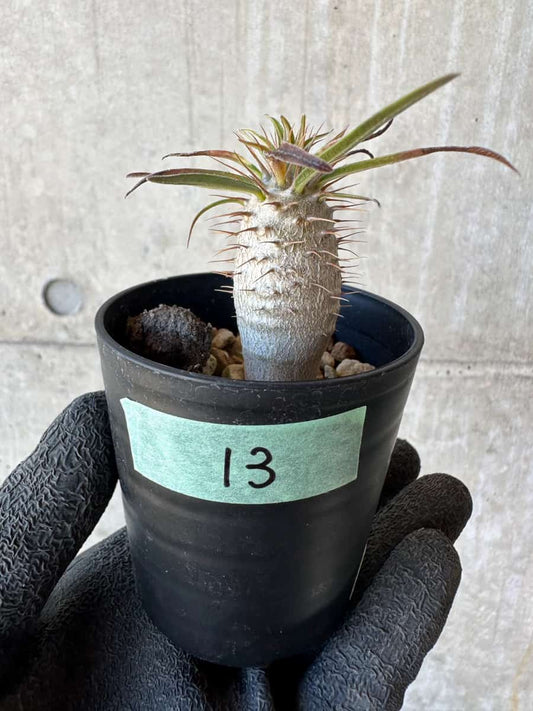 【現品限り】パキポディウム・グラキリス【G13】 Pachypodium gracilius