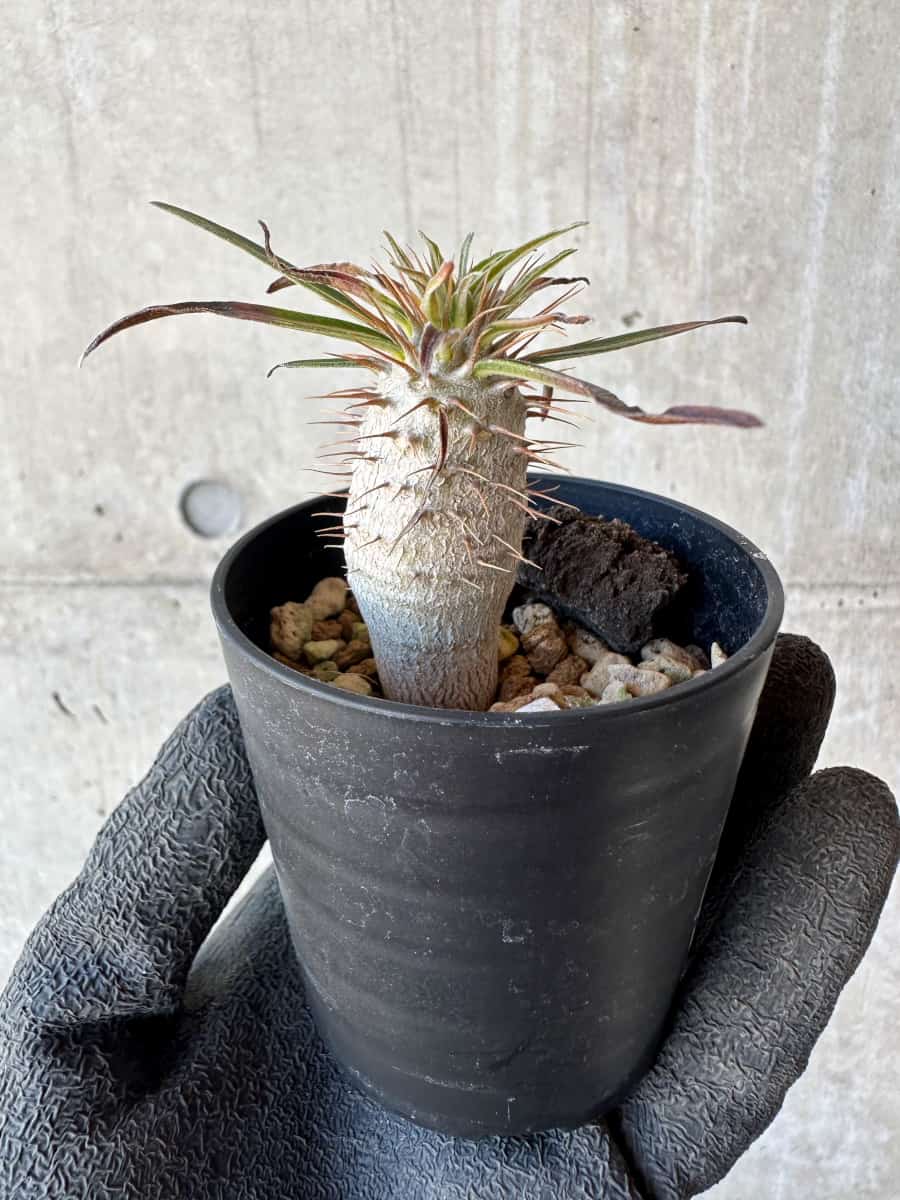 【現品限り】パキポディウム・グラキリス【G13】 Pachypodium gracilius
