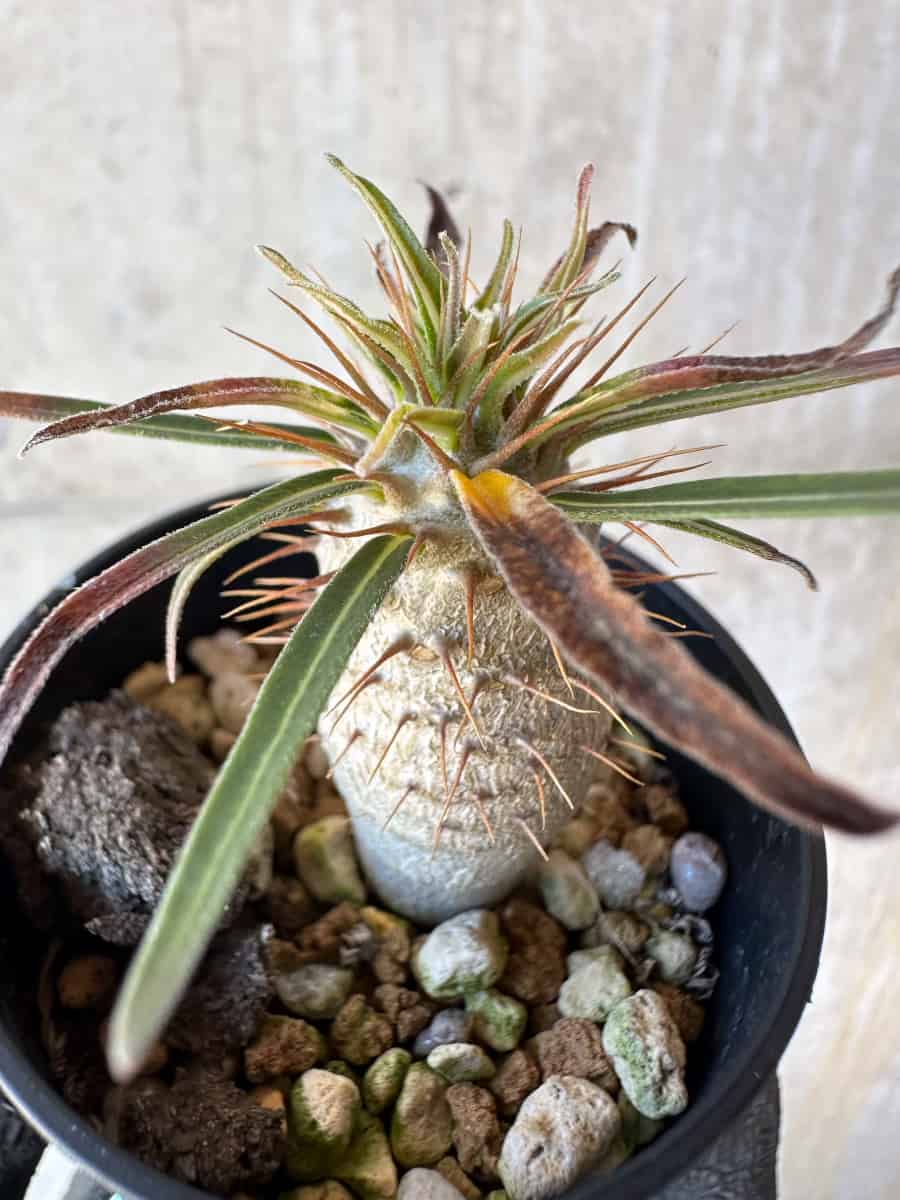 【現品限り】パキポディウム・グラキリス【G13】 Pachypodium gracilius