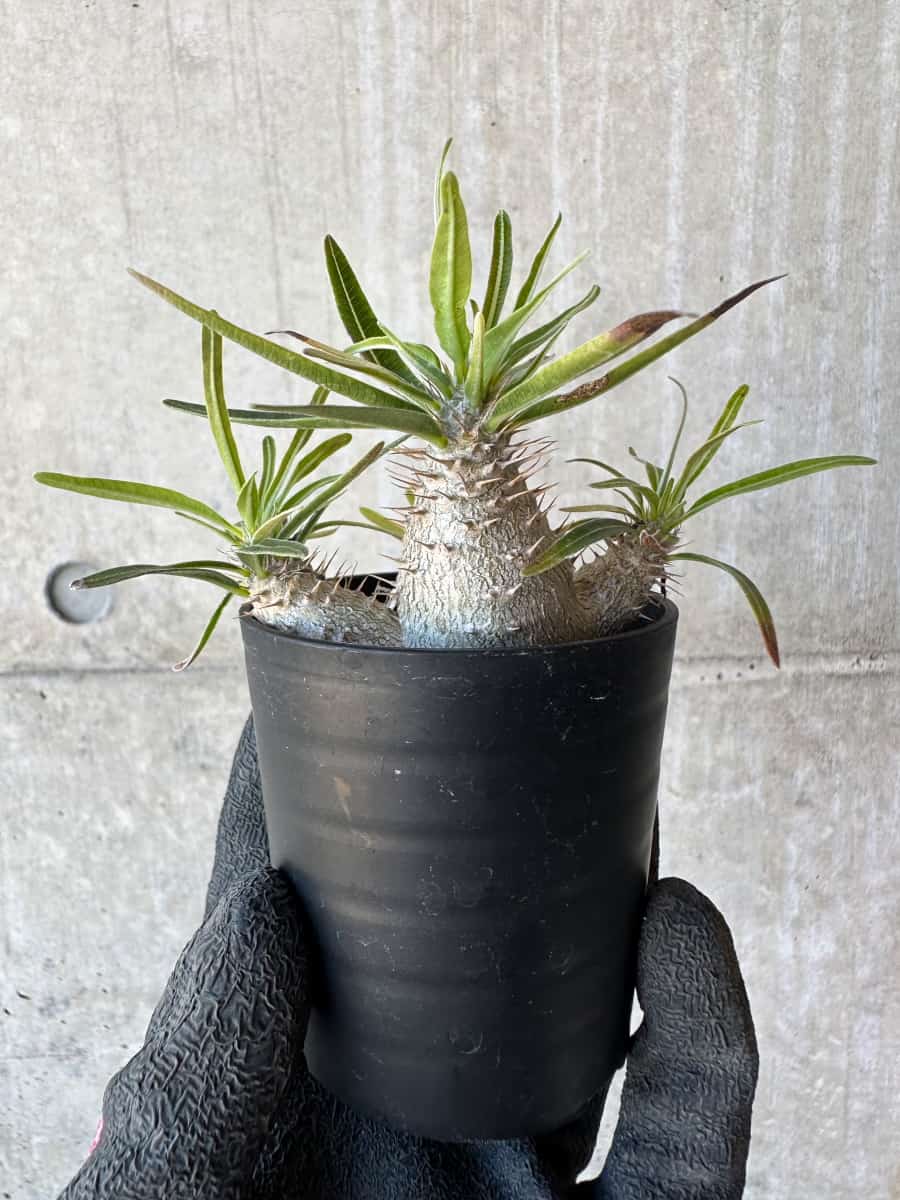 【現品限り】パキポディウム・グラキリス【G14】 Pachypodium gracilius