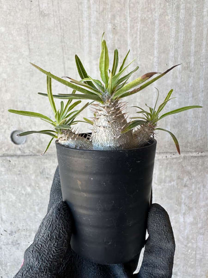 【現品限り】パキポディウム・グラキリス【G14】 Pachypodium gracilius