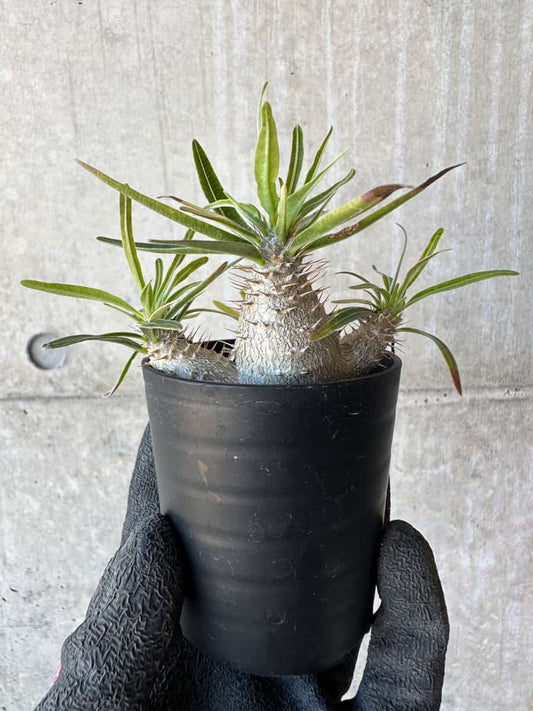 【現品限り】パキポディウム・グラキリス【G14】 Pachypodium gracilius