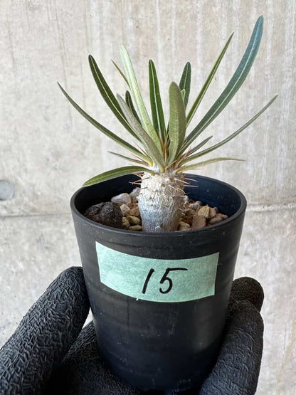 【現品限り】パキポディウム・グラキリス【G15】 Pachypodium gracilius