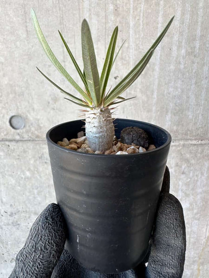 【現品限り】パキポディウム・グラキリス【G15】 Pachypodium gracilius