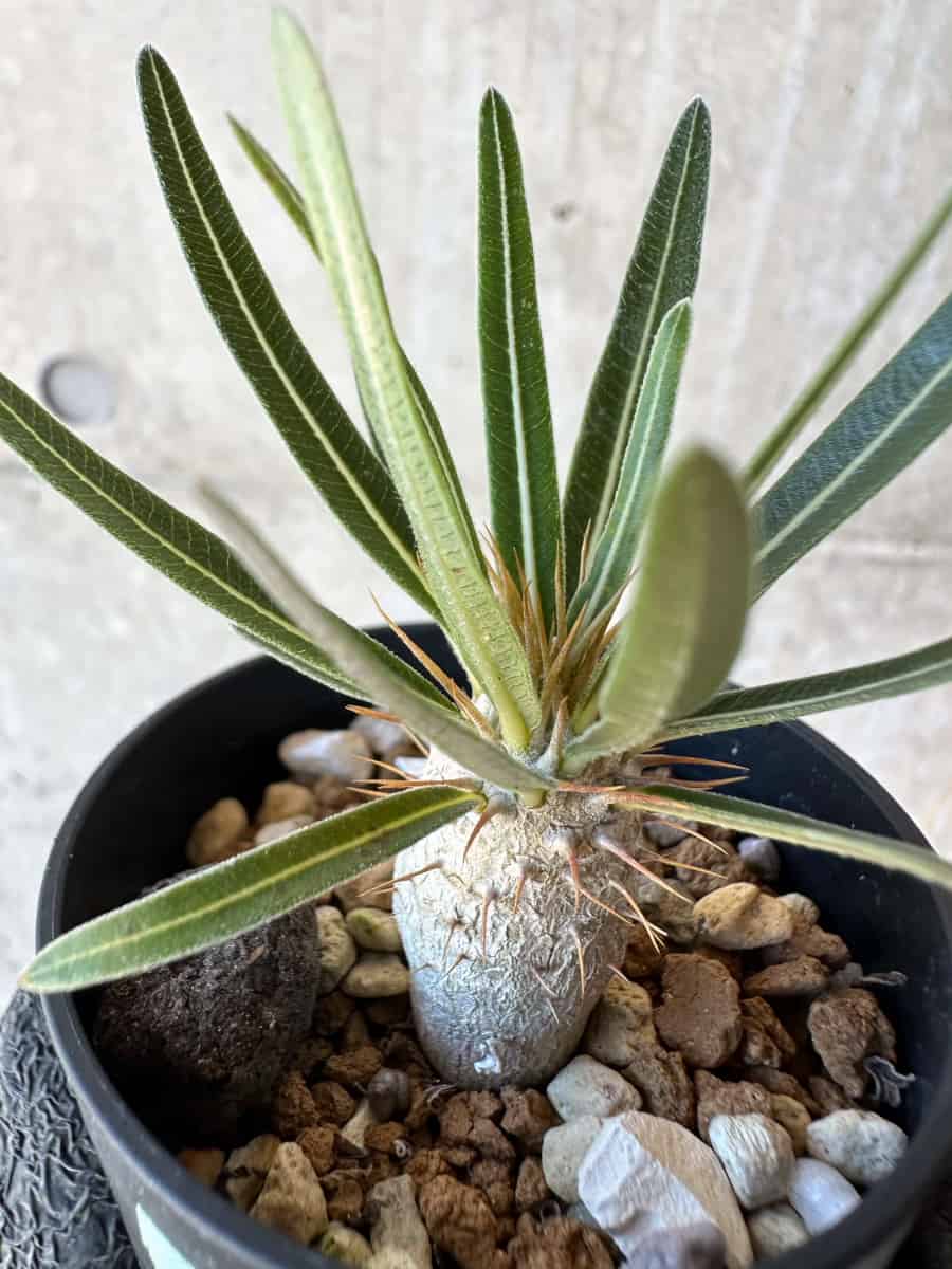 【現品限り】パキポディウム・グラキリス【G15】 Pachypodium gracilius