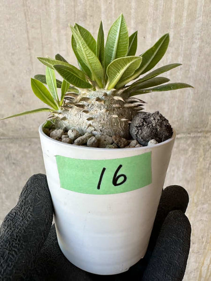 【現品限り】パキポディウム・恵比寿大黒 デンシカウレ【G16】 Pachypodium Densicaule