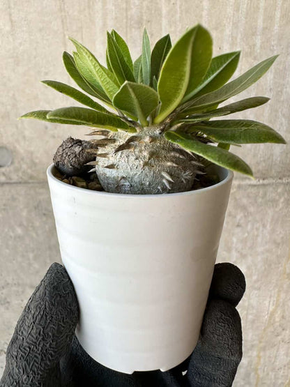 【現品限り】パキポディウム・恵比寿大黒 デンシカウレ【G16】 Pachypodium Densicaule
