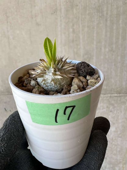 【現品限り】パキポディウム・恵比寿大黒 デンシカウレ【G17】 Pachypodium Densicaule