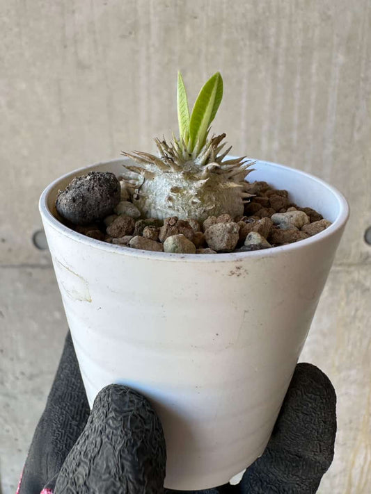 【現品限り】パキポディウム・恵比寿大黒 デンシカウレ【G17】 Pachypodium Densicaule