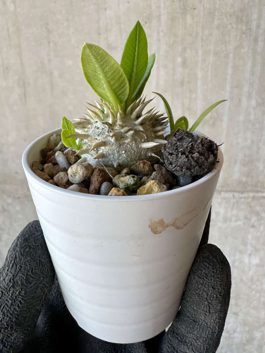 【現品限り】パキポディウム・恵比寿大黒 デンシカウレ【G18】 Pachypodium Densicaule