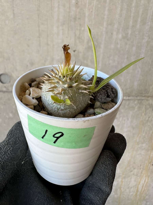 【現品限り】パキポディウム・恵比寿大黒 デンシカウレ【G19】 Pachypodium Densicaule