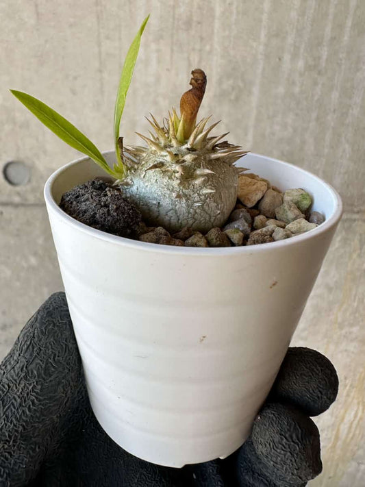 【現品限り】パキポディウム・恵比寿大黒 デンシカウレ【G19】 Pachypodium Densicaule