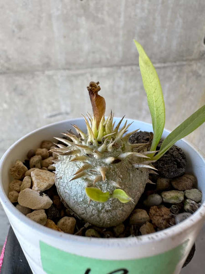 【現品限り】パキポディウム・恵比寿大黒 デンシカウレ【G19】 Pachypodium Densicaule