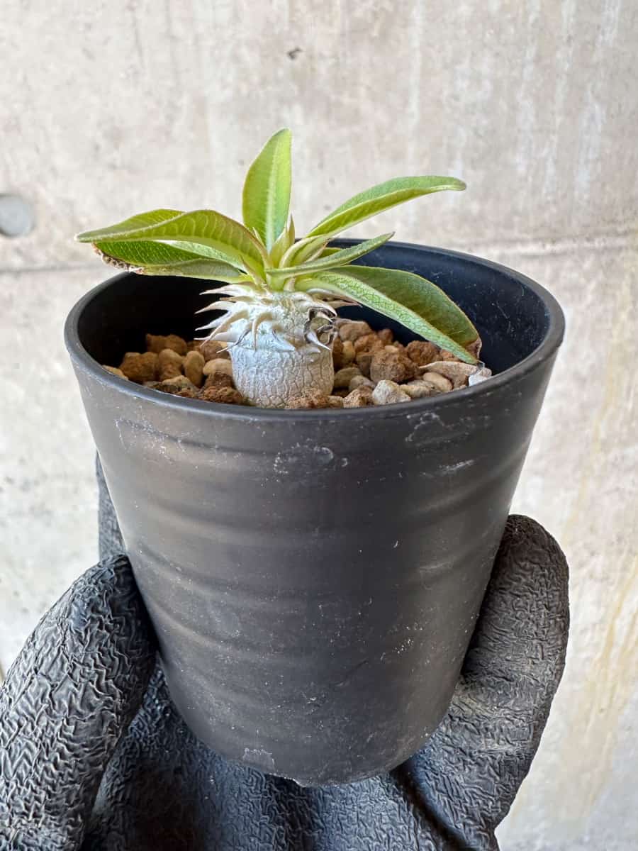 【現品限り】パキポディウム・恵比寿笑い 白花【G1】 Pachypodium brevicaule leucoxanthum