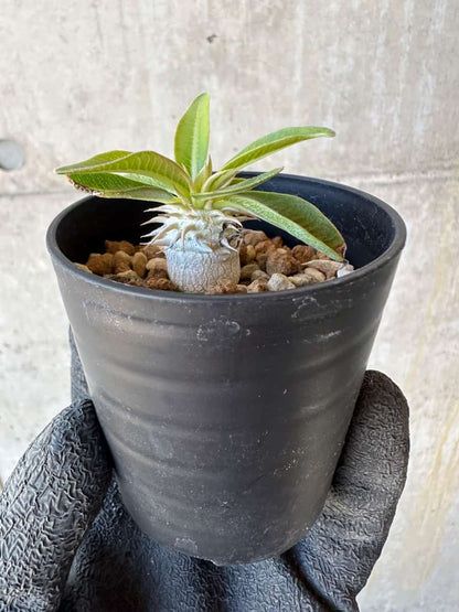 【現品限り】パキポディウム・恵比寿笑い 白花【G1】 Pachypodium brevicaule leucoxanthum