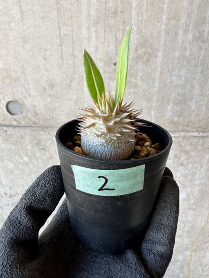 【現品限り】パキポディウム・恵比寿笑い 白花【G2】 Pachypodium brevicaule leucoxanthum