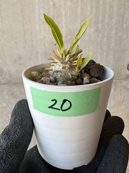 【現品限り】パキポディウム・恵比寿大黒 デンシカウレ【G20】 Pachypodium Densicaule